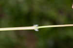 Cypress panicgrass